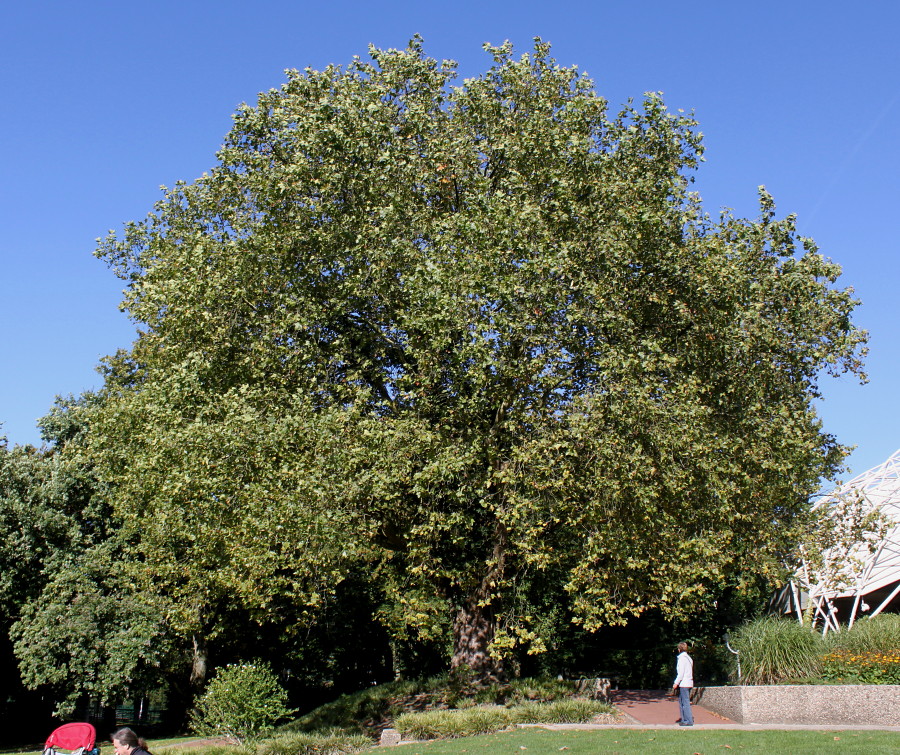 Изображение особи Platanus &times; acerifolia.