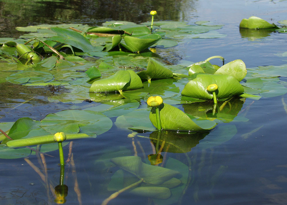 Image of Nuphar lutea specimen.