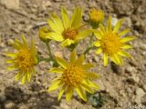 Senecio jacobaea