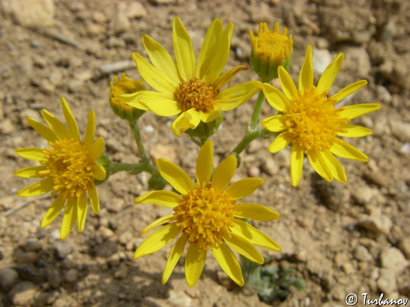 Изображение особи Senecio jacobaea.