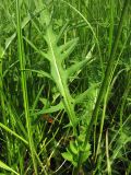 Cirsium rivulare