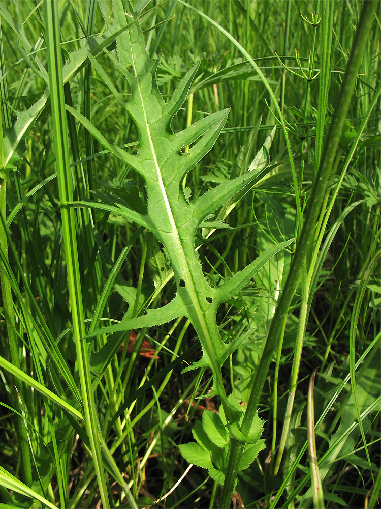 Изображение особи Cirsium rivulare.