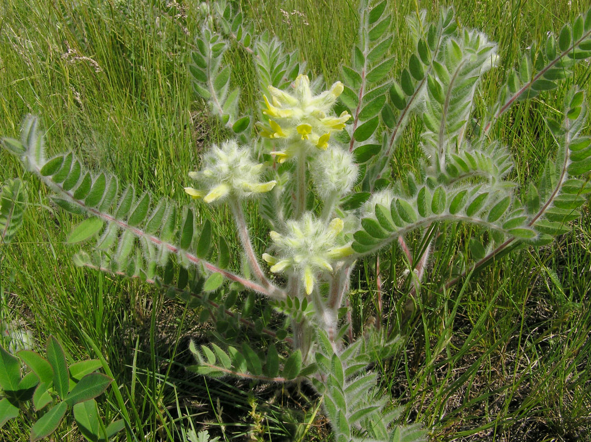 Изображение особи Astragalus dasyanthus.