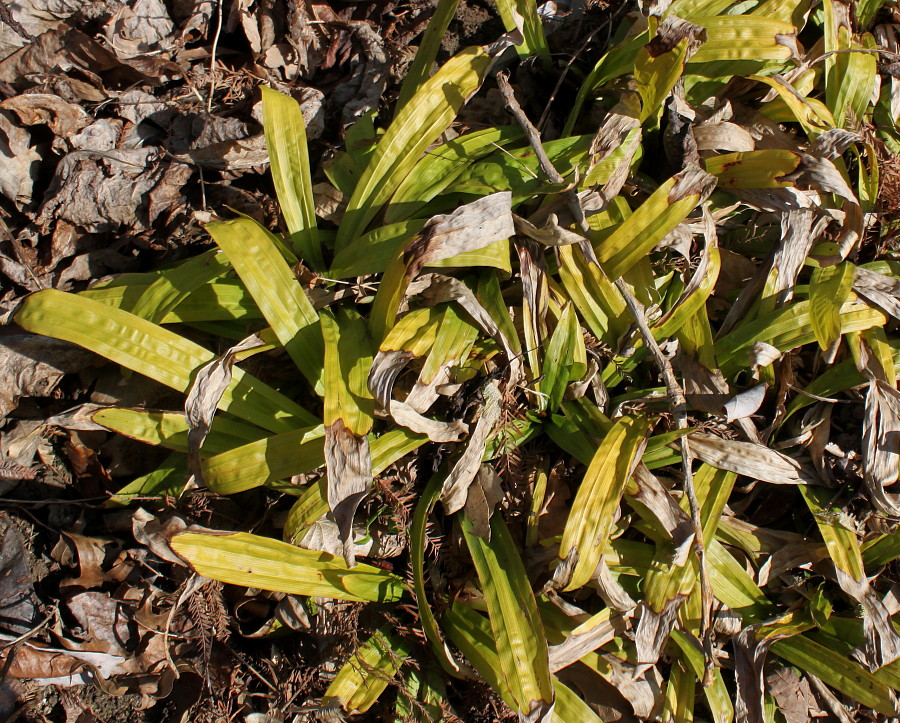 Image of Carex plantaginea specimen.