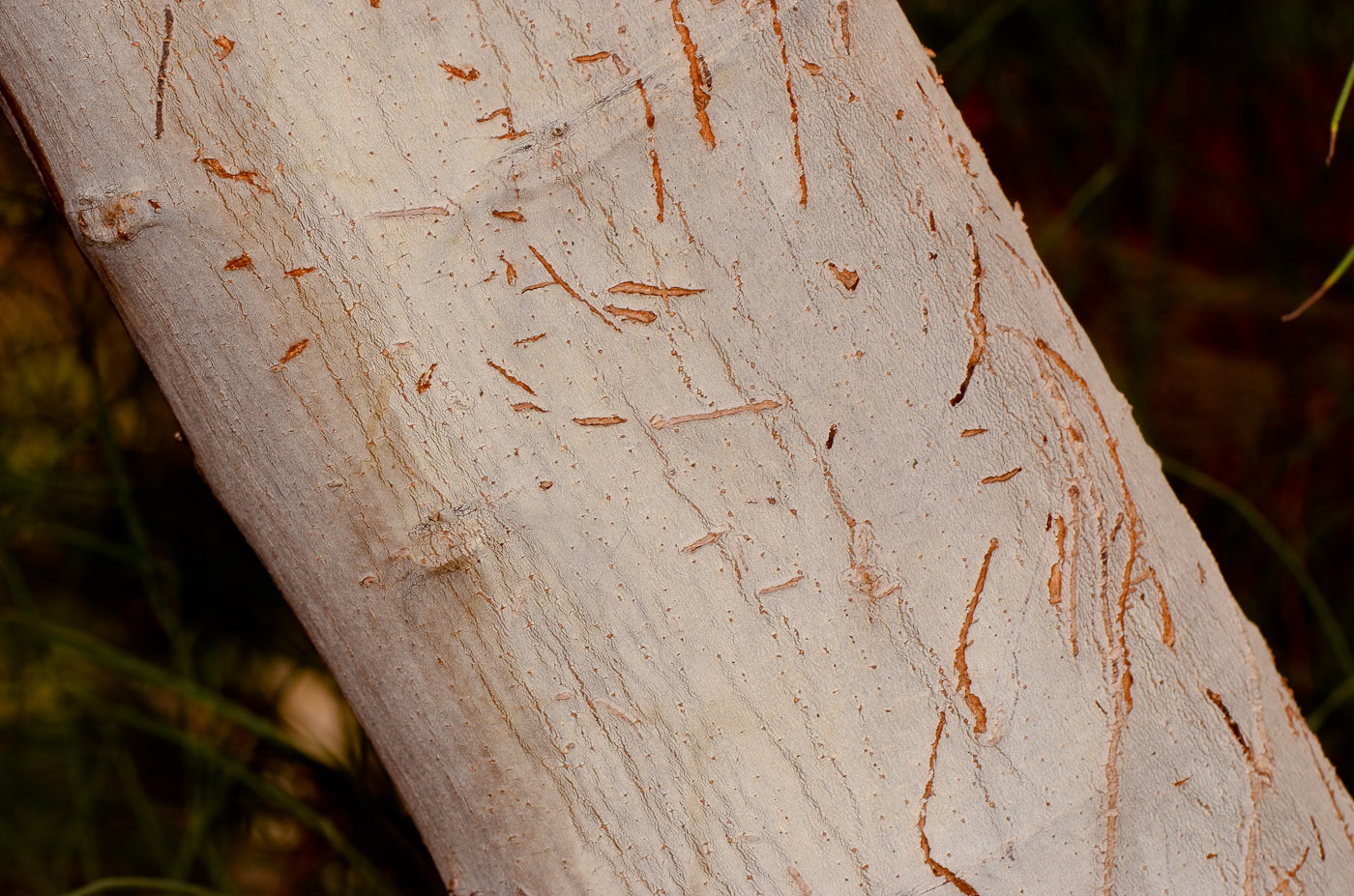 Image of Moringa peregrina specimen.