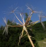 Tragopogon brevirostris