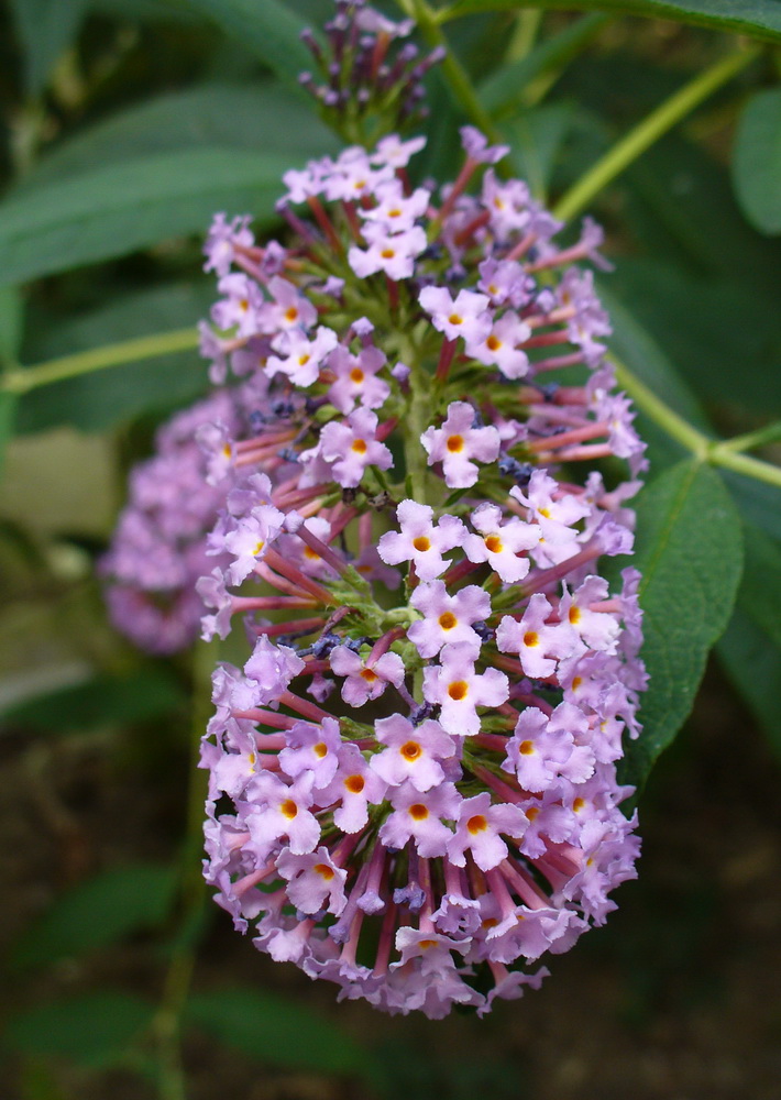 Изображение особи Buddleja davidii.