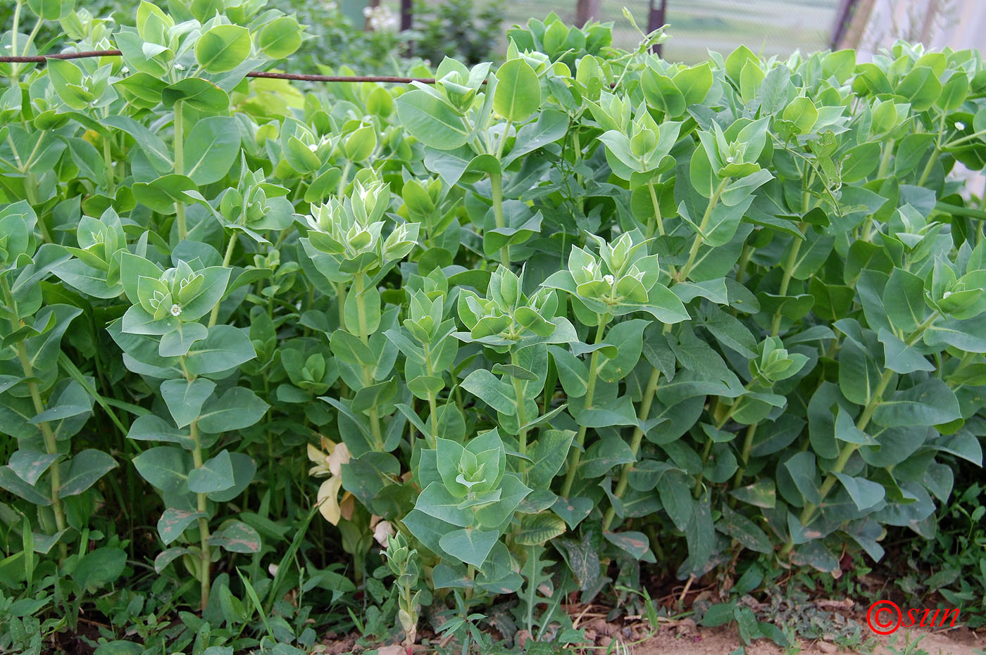 Image of Euphorbia marginata specimen.