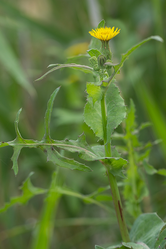 Изображение особи Sonchus oleraceus.