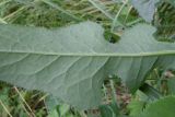 Sonchus arvensis подвид uliginosus. Часть листа (вид снизу). Крым, Байдарская долина. 19 июля 2009 г.