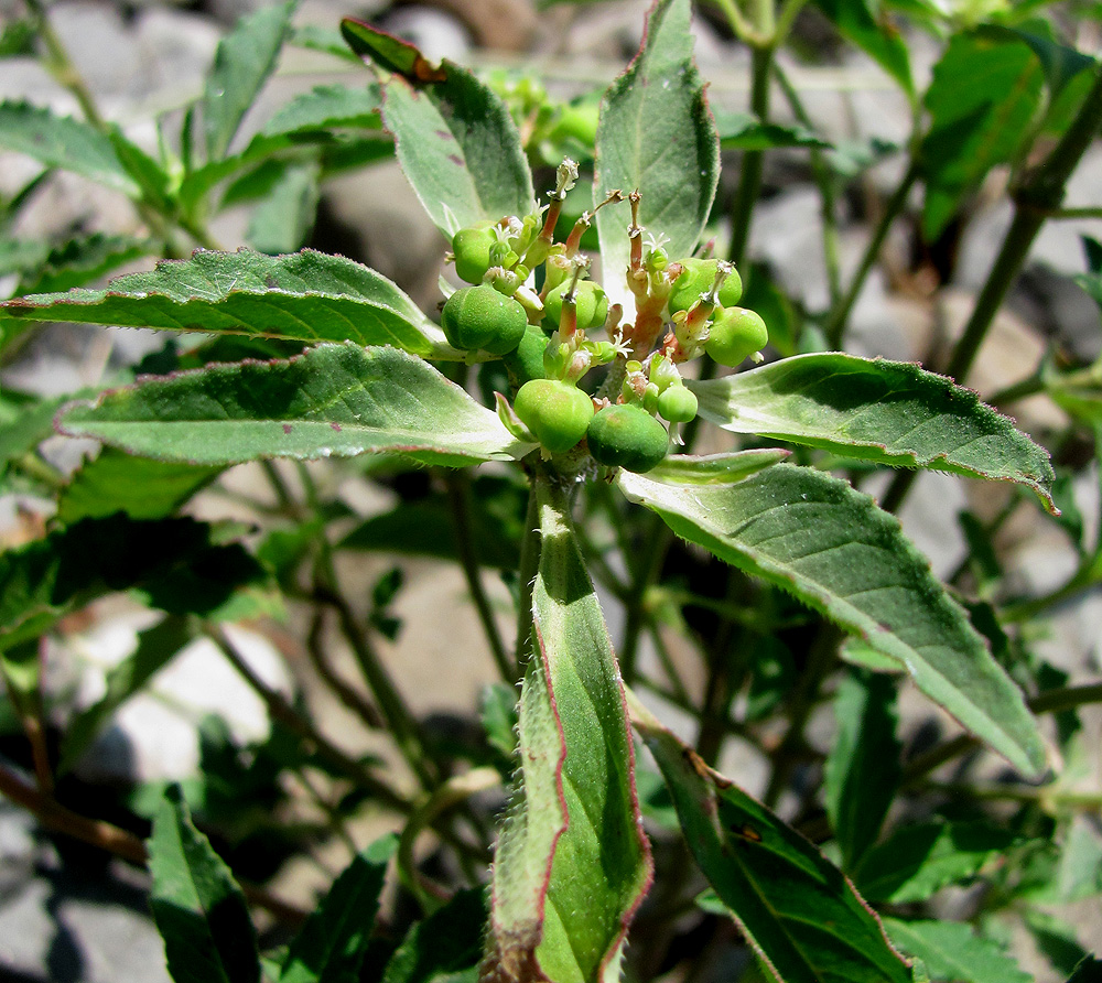 Image of Euphorbia davidii specimen.