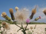 Cirsium incanum. Верхушка побега с соплодиями и соцветиями. Краснодарский край, м/о Анапа, окр. станицы Благовещенская, Кизилташский лиман, коса Голенькая, ракушечный пляж. 09.08.2014.