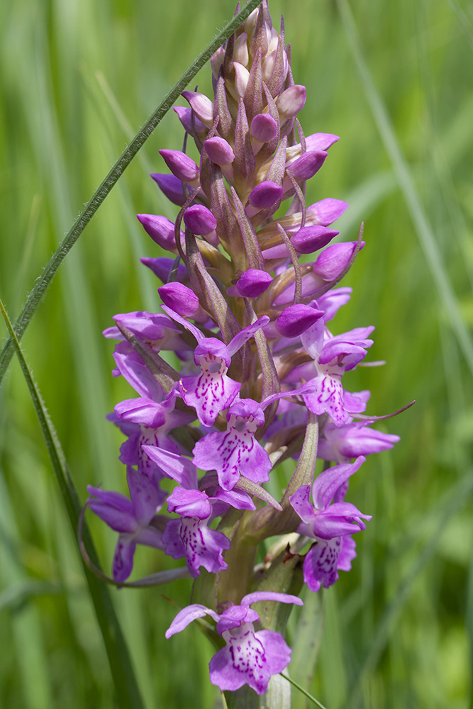 Image of Dactylorhiza baltica specimen.