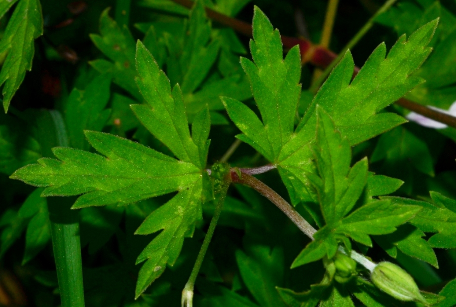 Image of Geranium sibiricum specimen.