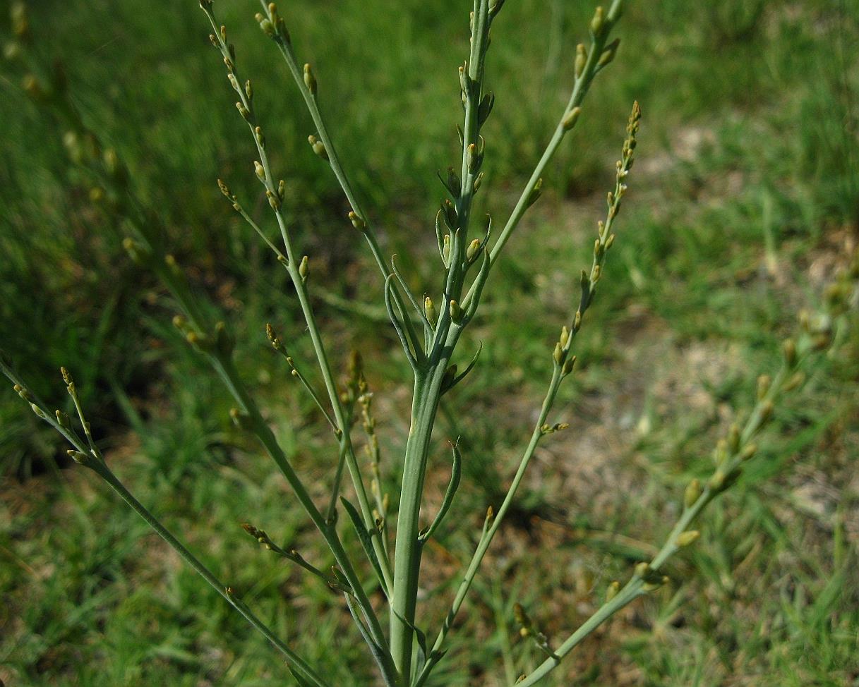 Image of Thesium compressum specimen.