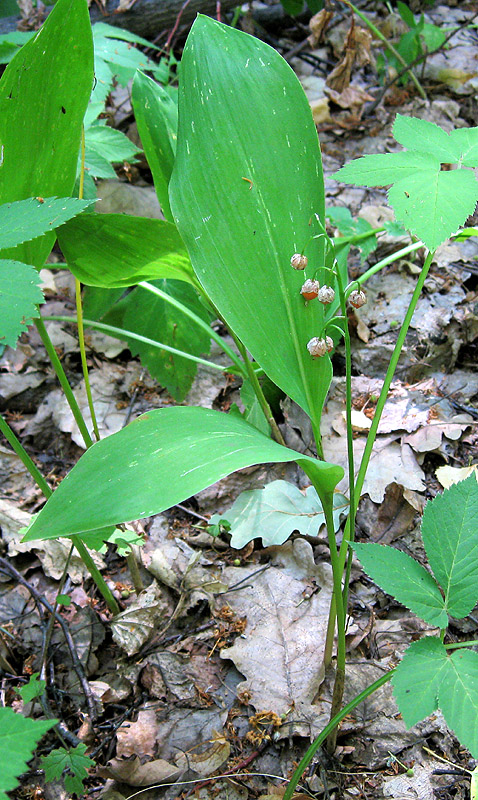 Image of Convallaria majalis specimen.