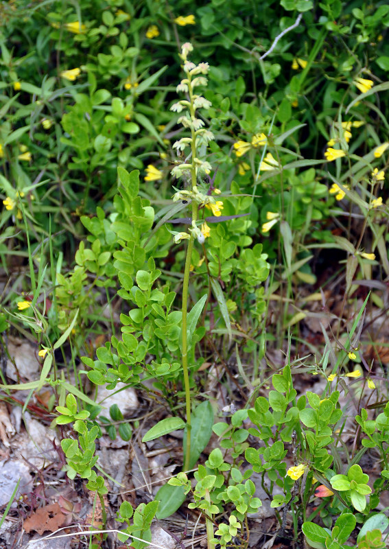 Image of Dactylorhiza viridis specimen.