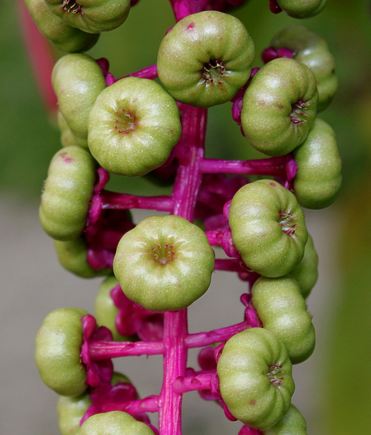 Изображение особи Phytolacca americana.