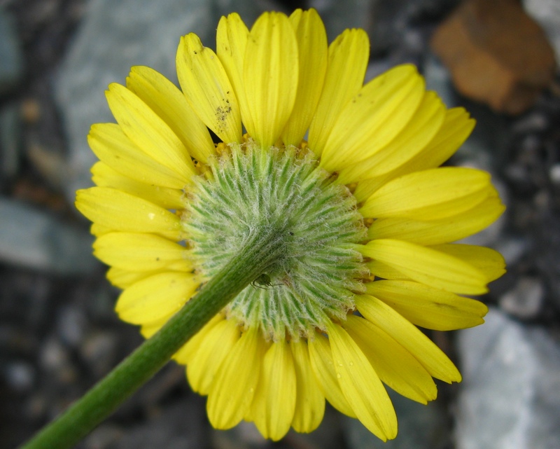 Image of Anthemis tinctoria specimen.