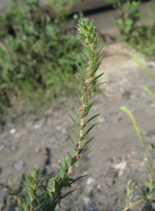 Image of Bassia scoparia specimen.