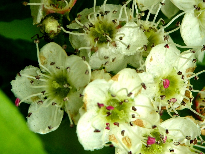 Image of Crataegus chlorosarca specimen.