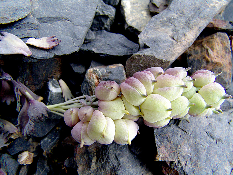 Image of Pseudovesicaria digitata specimen.