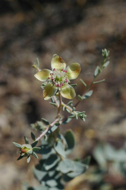 Image of Reaumuria turkestanica specimen.