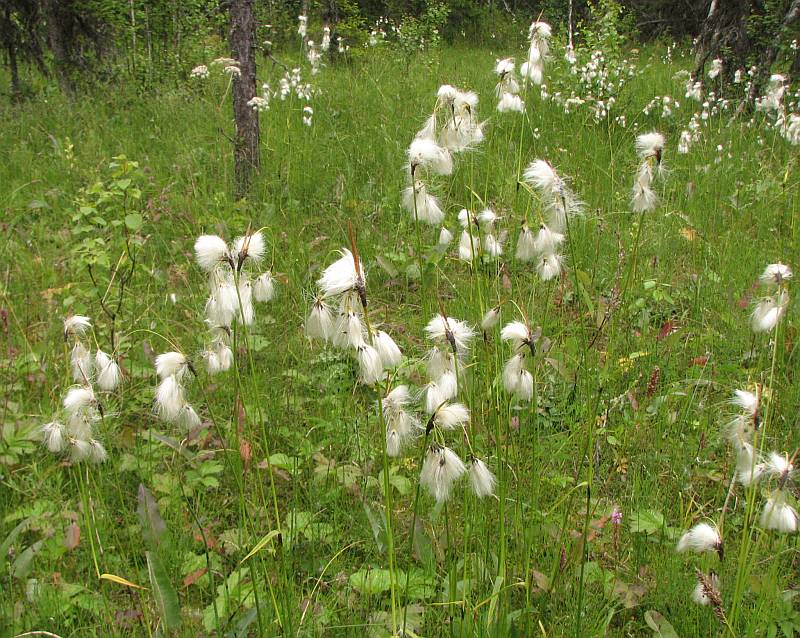 Image of Eriophorum latifolium specimen.