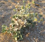 Eryngium maritimum. Плодоносящее растение. Побережье Черного моря, Восточный Крым. Середина августа.