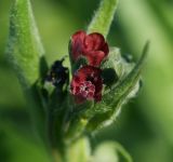 Cynoglossum officinale