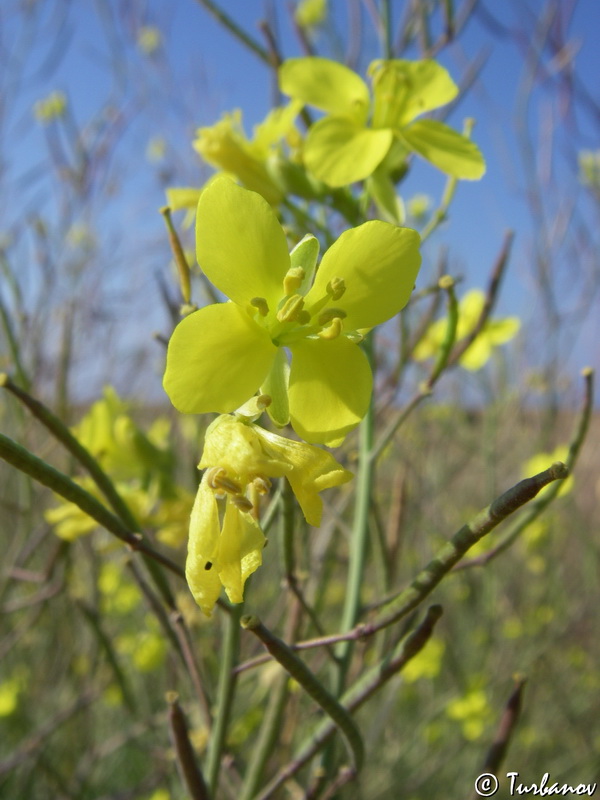 Image of Diplotaxis tenuifolia specimen.