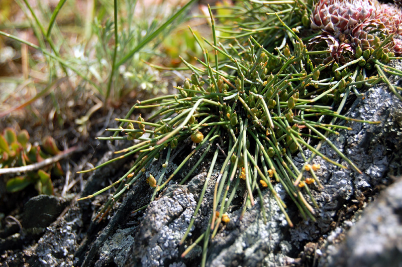 Изображение особи Ephedra monosperma.