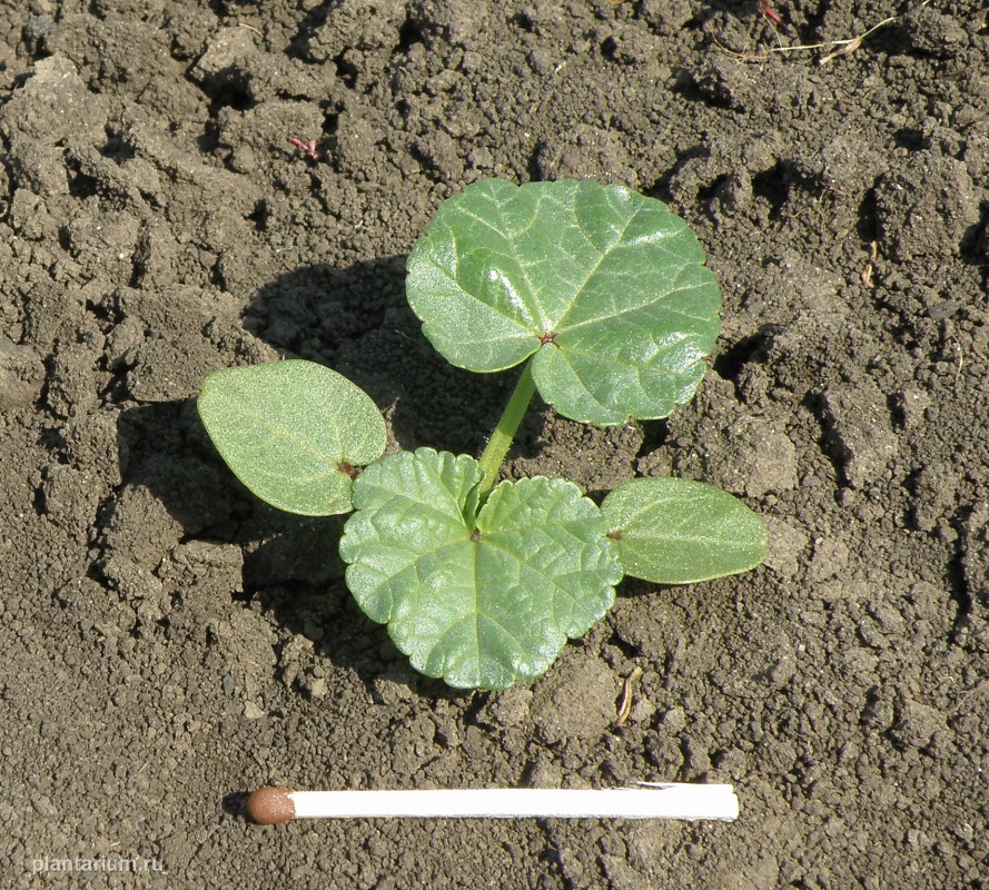 Image of Malva trimestris specimen.