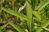 Inula salicina