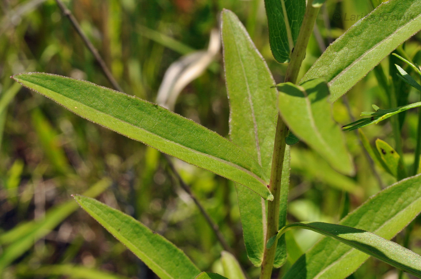 Изображение особи Inula salicina.