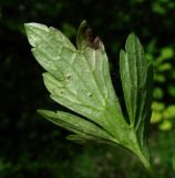 Ranunculus repens