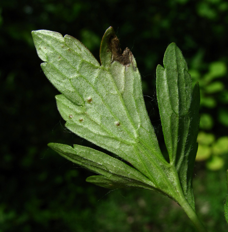 Image of Ranunculus repens specimen.