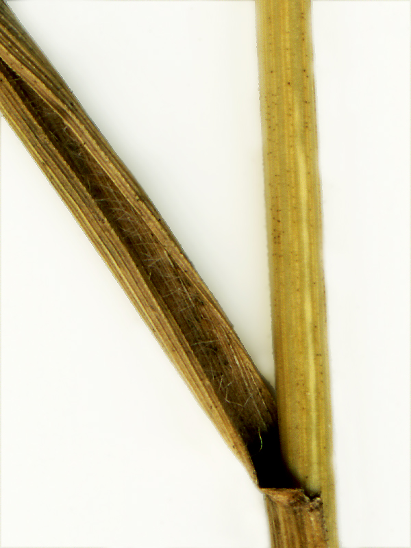 Image of Elymus gmelinii specimen.