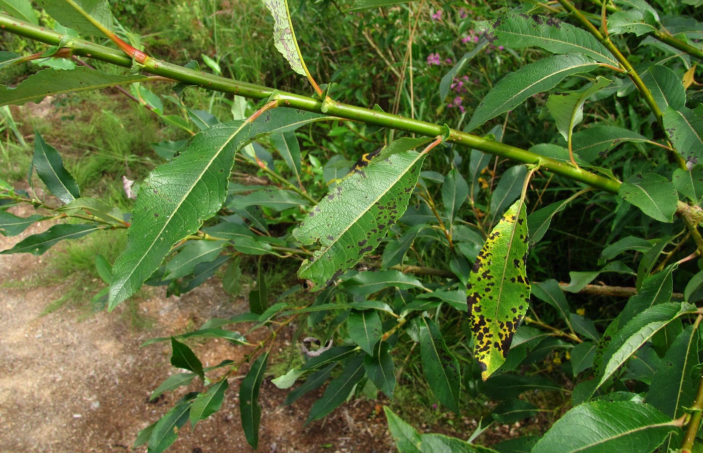 Image of Salix &times; tetrapla specimen.
