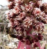 Petasites hybridus. Часть общего соцветия с кормящейся пчелой. Краснодарский край, Сочи, окр. Хосты, берег р. Хоста. 26.02.2015.