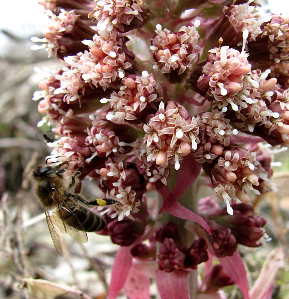 Изображение особи Petasites hybridus.