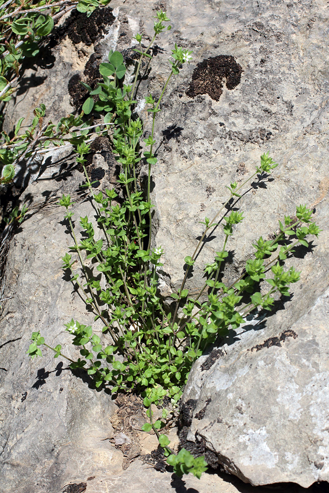 Image of Arenaria serpyllifolia specimen.