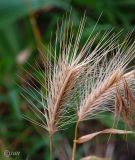 Hordeum murinum