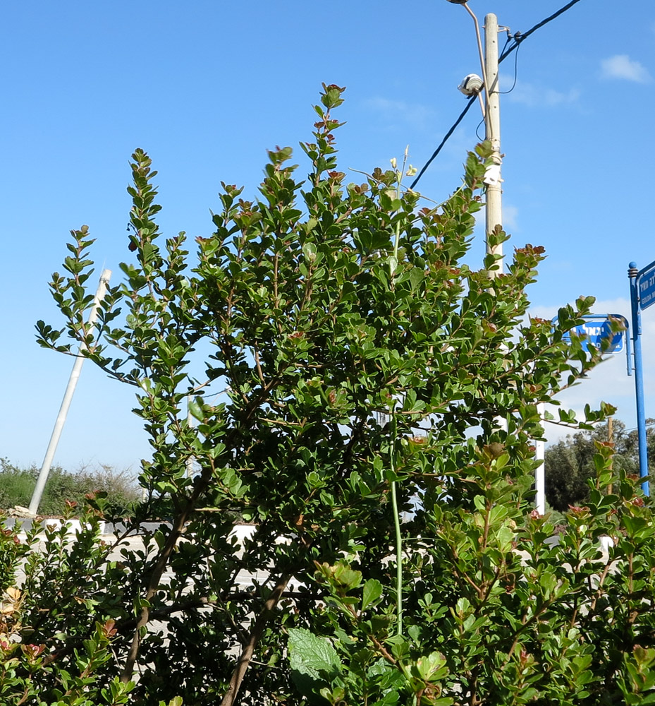 Изображение особи Rhus crenata.