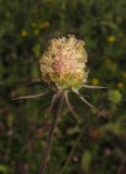 Scabiosa praemontana. Соплодие с частично облетевшими плодами. Крым, Симферополь, Марьино, степной склон. 14 июля 2015 г.