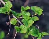 Physocarpus opulifolius. Ветви с молодыми листьями. Московская обл., Раменский р-н, окр. дер. Хрипань, садовый участок. 11.05.2015.