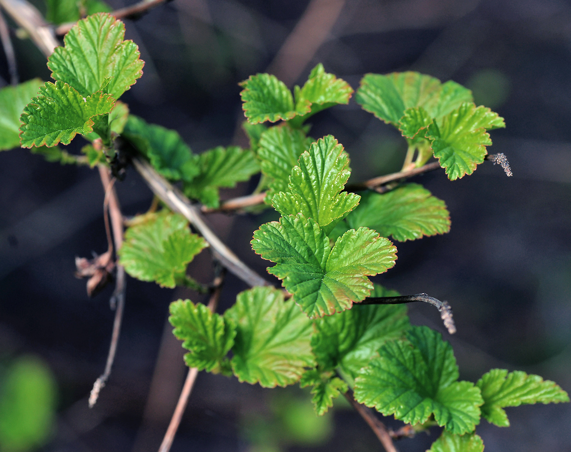 Image of Physocarpus opulifolius specimen.