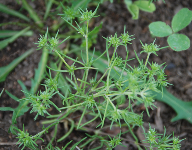 Изображение особи Scleranthus annuus.