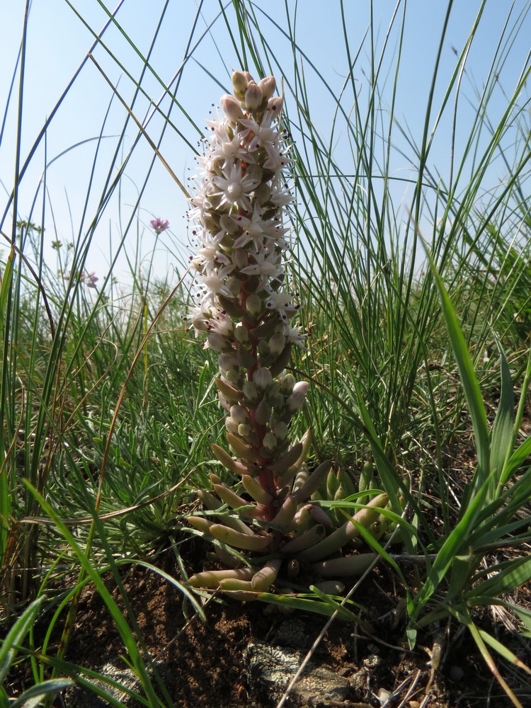 Изображение особи Orostachys fimbriata.