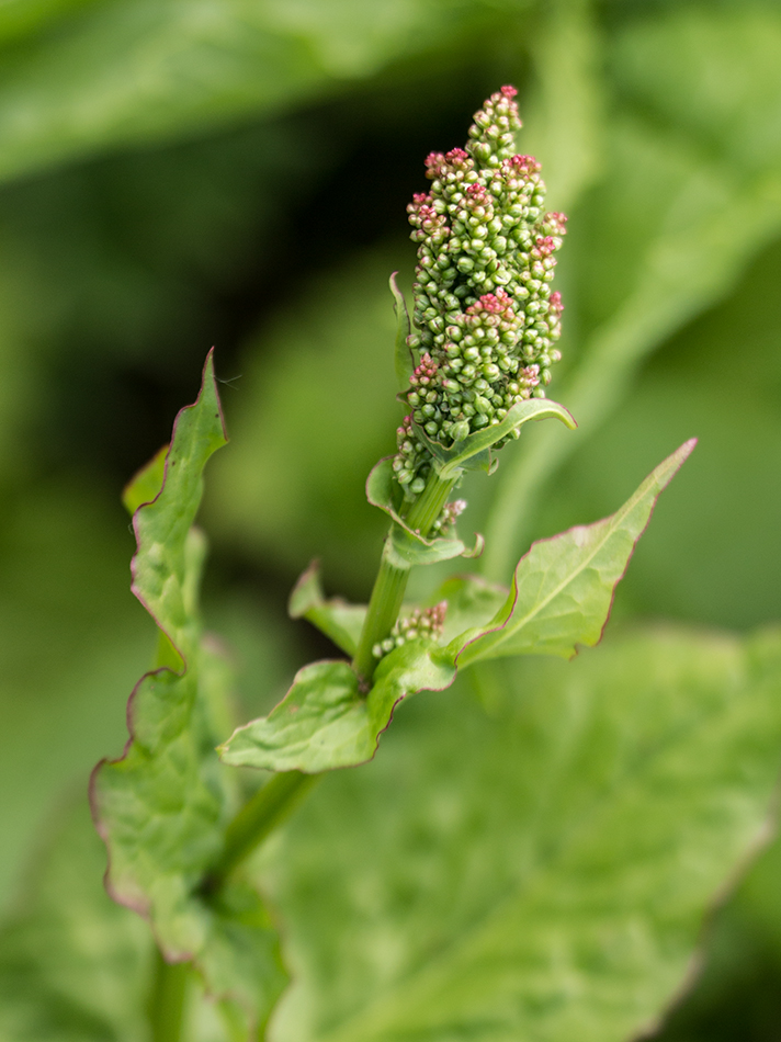 Изображение особи род Rumex.